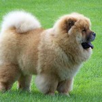 perro chow chow