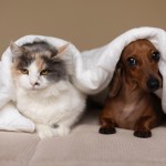 Comprendiendo los Vómitos en Perros y Gatos: ¿De qué Puede Ser Síntoma?