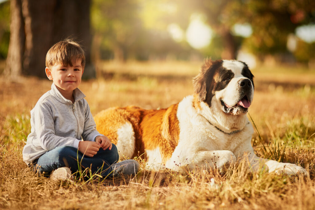 Razas de perros: el bonachón San Bernardo