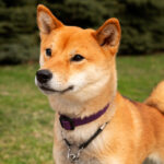 Shiba Inu Raza de perro