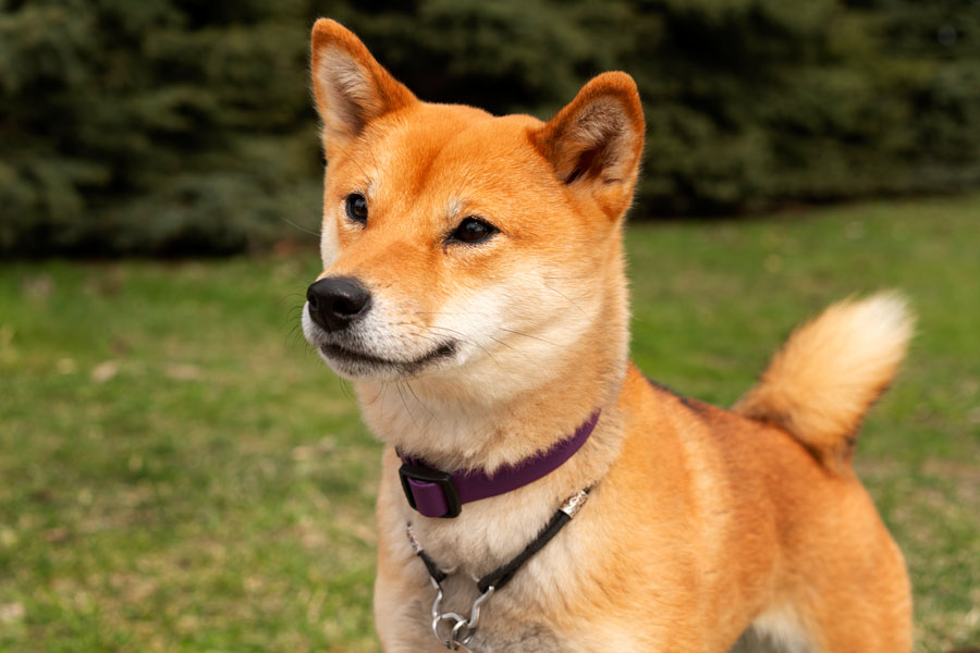 Shiba Inu Raza de perro